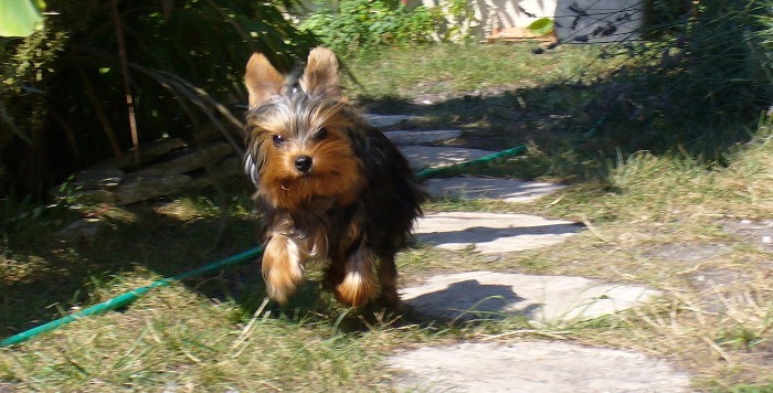Chien Yorkshire
